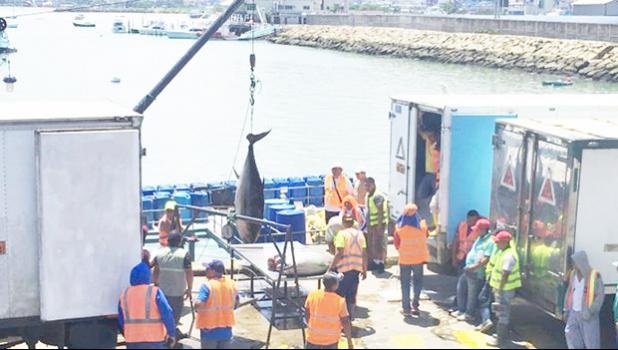 Giá cá ngừ vằn cỡ 1,8kg tại Manta tiếp tục tăng