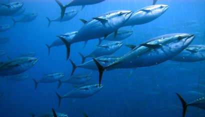 Tình trạng nguồn lợi cá ngừ thế giới 