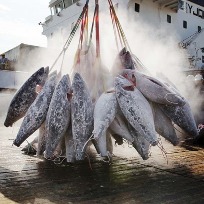 Nhật Bản lo lắng về nạn lạm thác cá ngừ 