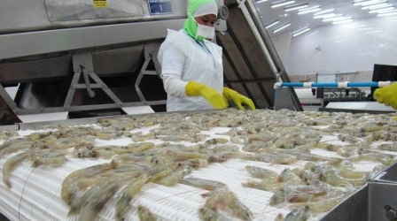 Ecuador Xuất khẩu tôm trong tháng 12020 chưa bị ảnh hưởng bởi Covid-19 