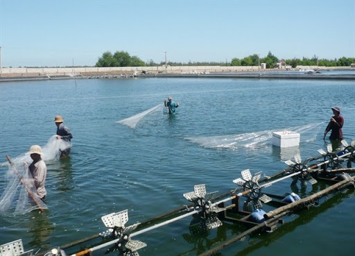 Sản lượng thuỷ sản quí I2020 tăng nhẹ so với cùng kì