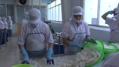 Xuất khẩu mực, bạch tuộc sang Trung Quốc tăng 171% trong tháng 52020