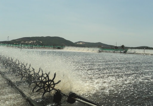 Giải pháp nào để có tôm sạch