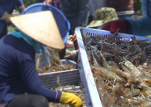 Thị trường tôm thế giới Hy vọng hết quý 2 sẽ sôi động trở lại 