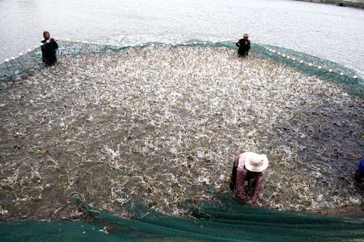 Giá tôm biến động Người nuôi không nên bi quan