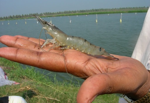 Nhật Bản giảm tần suất lấy mẫu kiểm tra tôm sú Ấn Độ xuống 30%