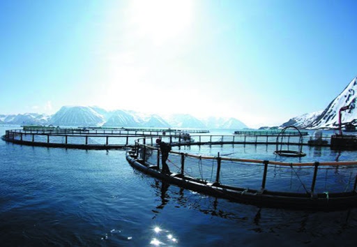 FAO Tóm tắt tác động của Covid-19 đối với ngành khai thác và nuôi trồng thủy sản