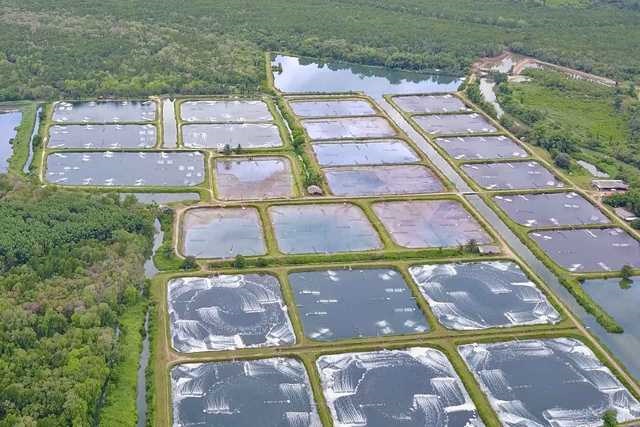 Rabobank Sản lượng tôm nuôi thế giới năm 2020 có thể giảm ít hơn dự kiến