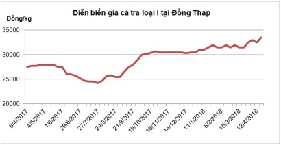 Lo ngại giảm sức cạnh tranh do giá cá tra nguyên liệu tăng đột biến