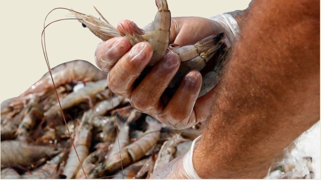 Nhu cầu và giá tôm thế giới có thể mất nhiều thời gian để phục hồi hậu Covid