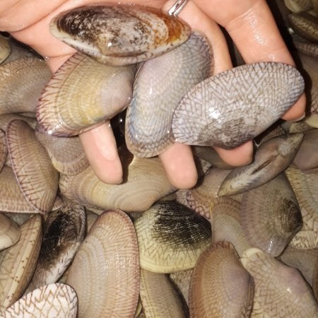 Thêm một số sản phẩm thủy sản sống được xuất khẩu sang Trung Quốc