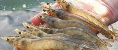 Giá tôm giảm mạnh Giải pháp nào cho người nuôi và nhà xuất khẩu