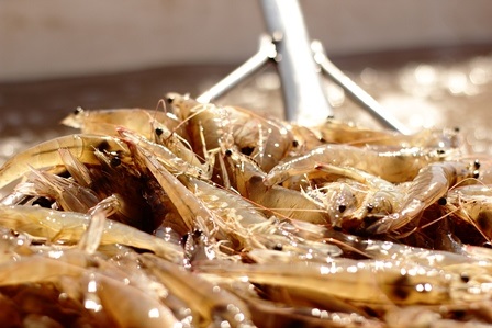 Ấn Độ đặt mục tiêu xuất khẩu tôm sú quy mô thương mại trong 2 đến 3 năm tới