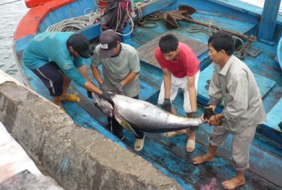 Bình Định Tàu cập bến ít, nhưng ngư dân có lãi cao