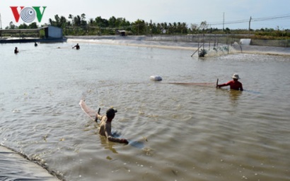 Nỗi lo bùng phát nuôi tôm thẻ chân trắng tự nhiên