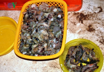 Bơm tạp chất vào tôm Không quá khó để kiểm soát xử lý