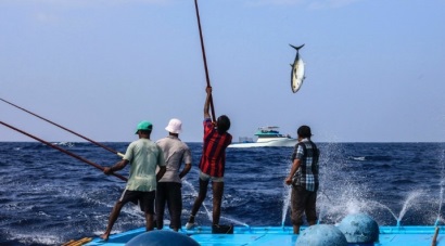 Lời kêu gọi của ISSF về quản lý khai thác cá ngừ bền vững 