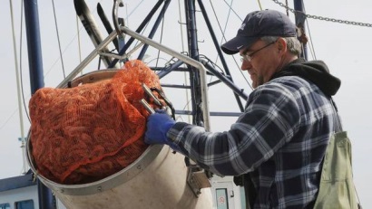 Canada Nguồn lợi tôm giảm