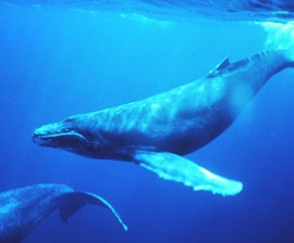 NOAA đưa thời hạn 4 năm cho nghề cá nước ngoài báo cáo việc bảo vệ động vật biển có vú 