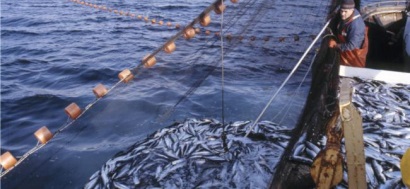 Na Uy giảm 19% khối lượng thủy sản xuất khẩu