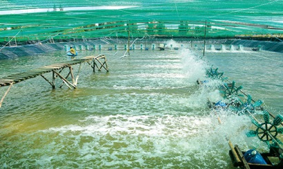 Gió mới qua những đầm tôm công nghiệp