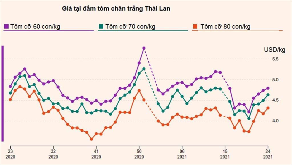 Giá tôm chân trắng cỡ lớn của Thái Lan tiếp tục tăng