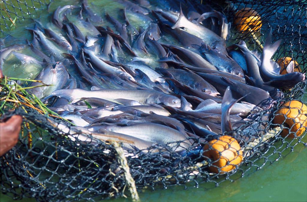 Giá ngũ cốc tăng cao làm kiệt quệ ngành cá da trơn của Arkansas Hoa Kỳ 