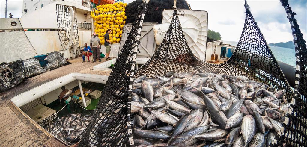 NEW Giá cá ngừ vằn nguyên con đông lạnh tại Bangkok vẫn ổn định 