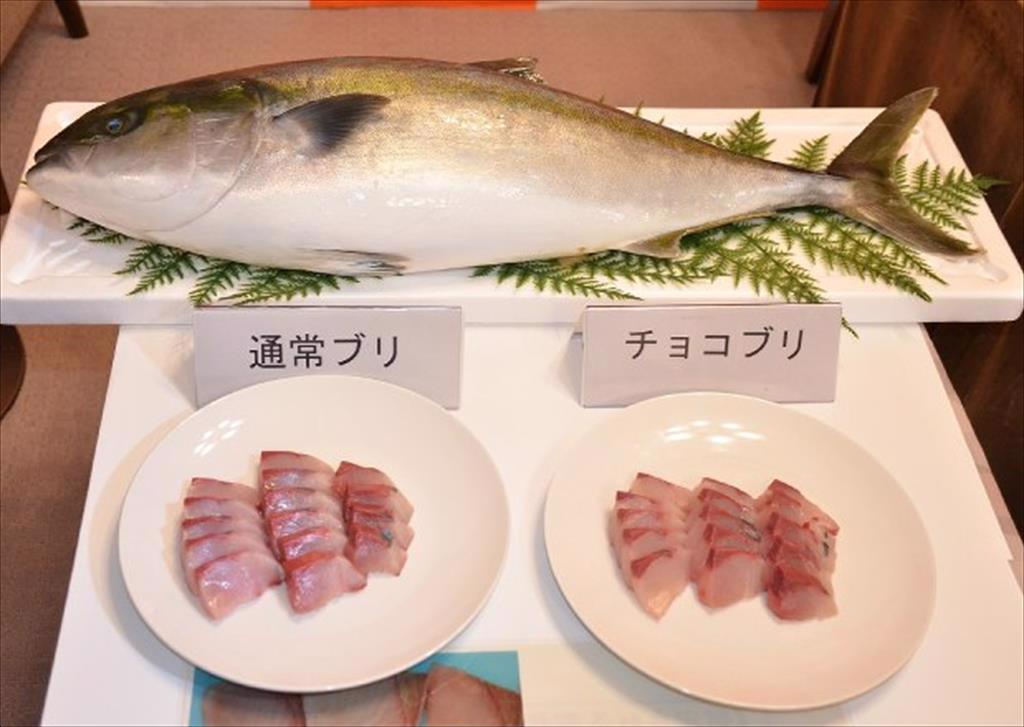 Nhật Bản đặt mục tiêu đẩy mạnh xuất khẩu cá cam 